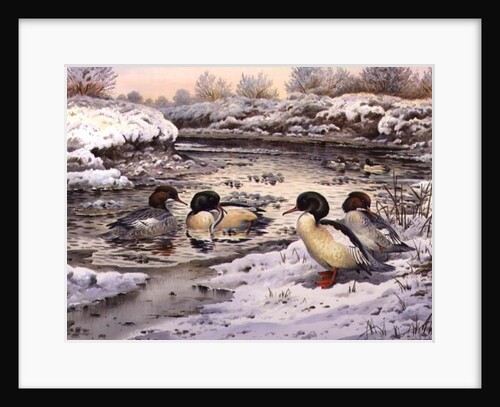 Goosanders by Carl Donner