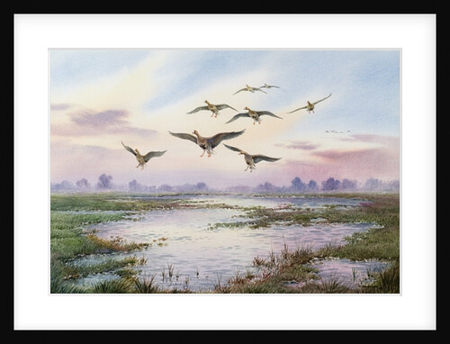 White-Fronted Geese Alighting by Carl Donner