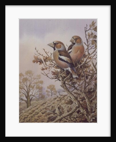 Pair of Chaffinches by Carl Donner