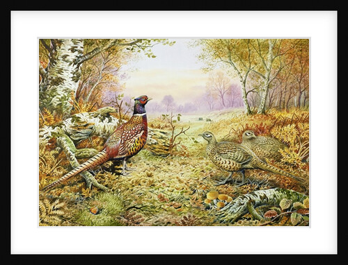 Pheasants in Woodland by Carl Donner