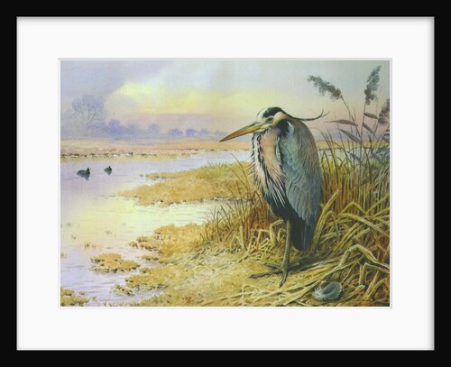 Grey Heron by Carl Donner