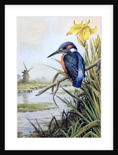 Kingfisher with Flag Iris and Windmill by Carl Donner