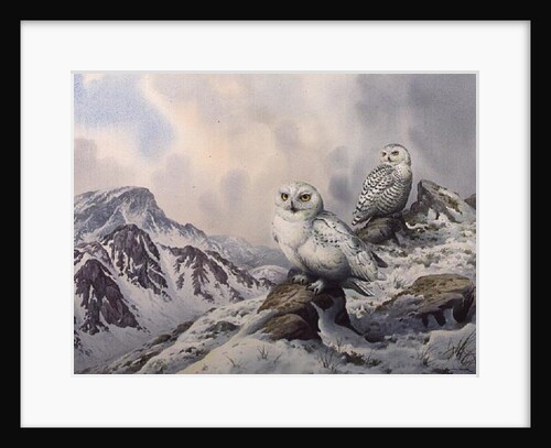 Pair of Snowy Owls in the Snowy Mountains, Australia by Carl Donner