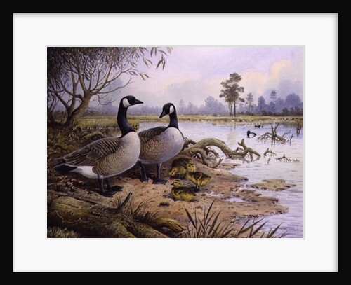 Geese: Canada by Carl Donner