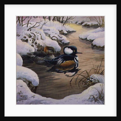 Hooded Mergansers on a Pool by Carl Donner