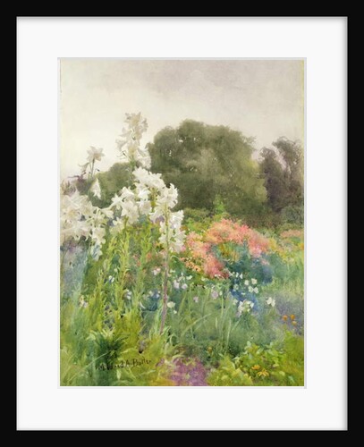 Madonna Lilies by Mildred Anne Butler