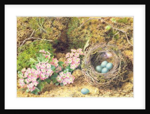 Bird's nest and blossom by John Sherrin