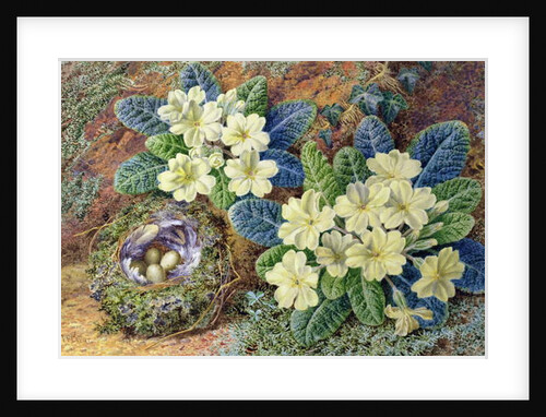 Primroses and a bird's nest by Thomas Frederick Collier