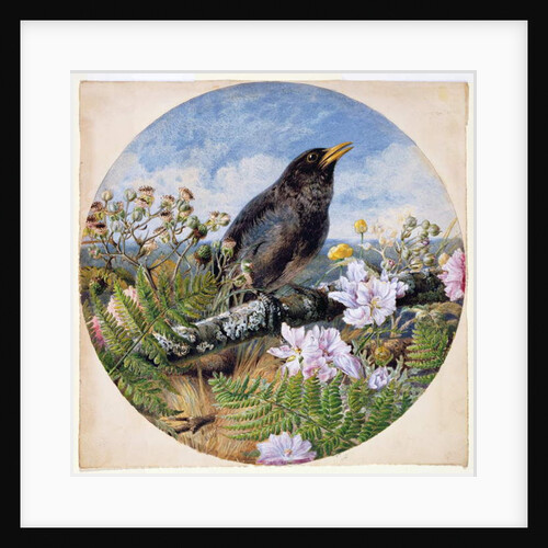 Blackbird, 1864 by Harrison William Weir