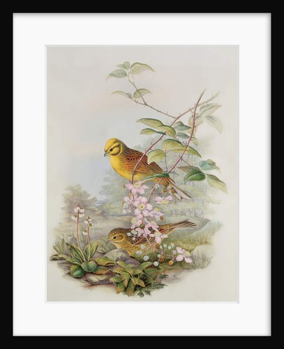 Yellowhammer, 1873 by John Gould