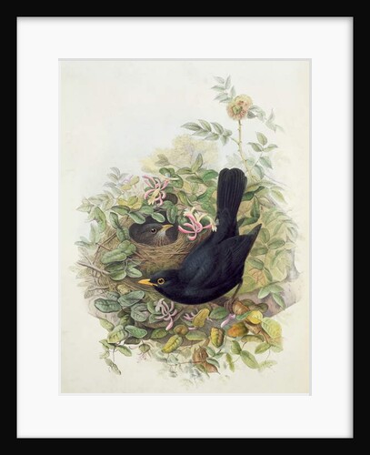 Blackbird, 1873 by John Gould