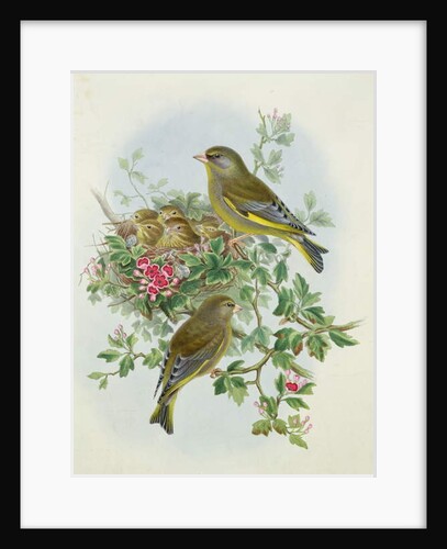 Greenfinch, 1873 by John Gould