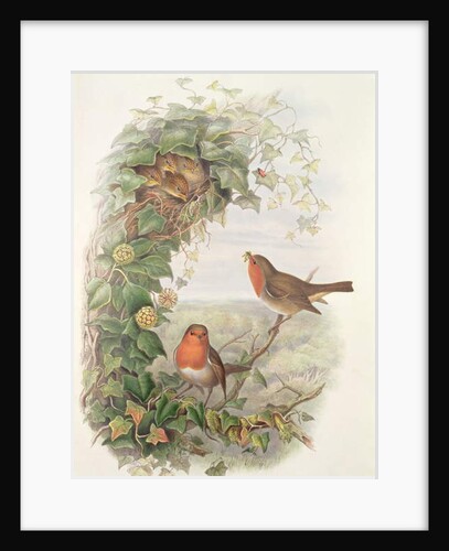Robin, 1873 by John Gould