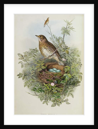 Thrush, 1873 by John Gould