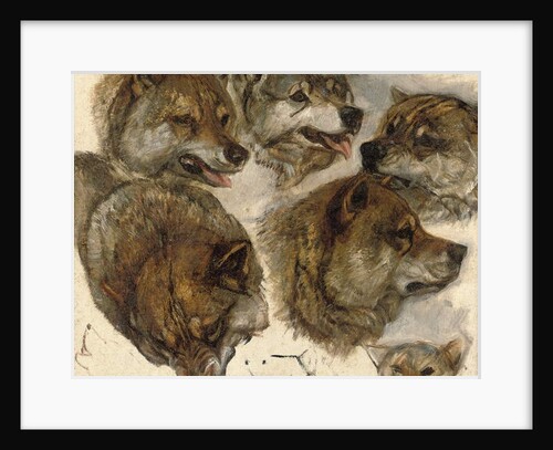 Studies of huskies' heads by George Bouverie Goddard