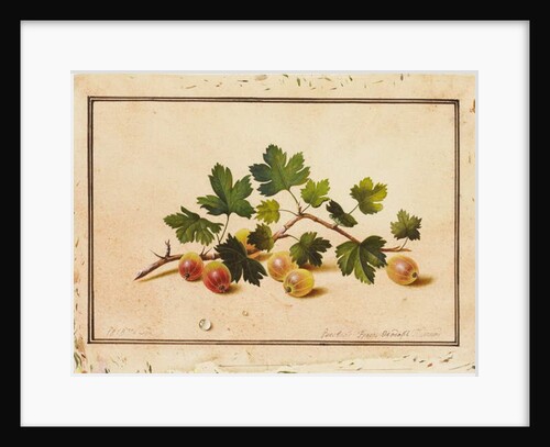 Gooseberries, 1818 by Fedor Petrovich Tolstoy