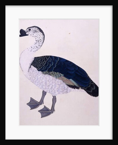 A Comb Duck, c.1800 by Indian School