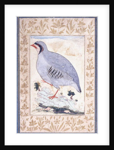 A Red-legged Partridge, c. mid 17th century by Persian School