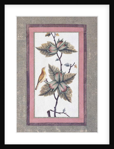 Bird and Flower Study, c.1780 by Persian School