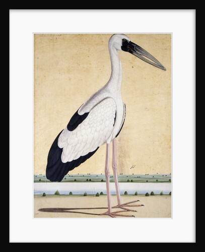An Open-Beaked Stork, c. 1780 by Indian School