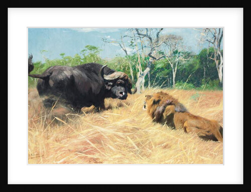 Buffalo and Lion Before the Fight by Wilhelm Kuhnert
