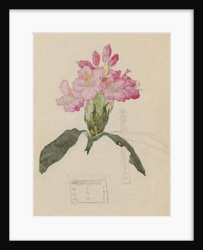 Study of a Rhododendron, 1915 by Charles Rennie & MacDonald Mackintosh Margaret (1864-1933) Mackintosh