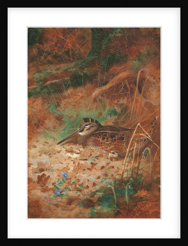 A Woodcock and Chick in Undergrowth, 1905 by Archibald Thorburn