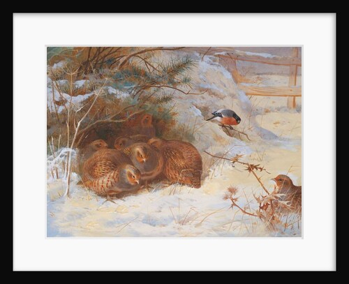 Frosty Morning, Pheasant in Winter, 1899 by Archibald Thorburn