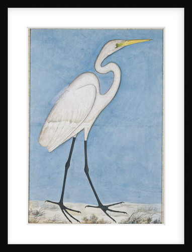 A Great Egret, Lucknow, c.1790 by Indian School