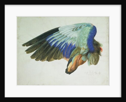 The Right Wing of a Blue Roller copy of an original by Albrecht Durer of 1512, 1524 by Hans Hoffmann