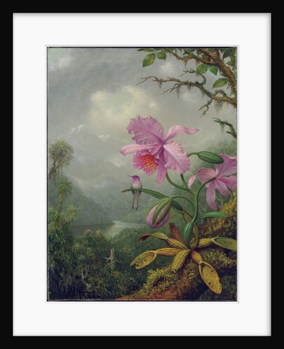 Hummingbird Perched on an Orchid Plant, 1901 by Martin Johnson Heade