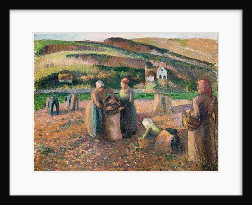 Picking Potatoes, 1893 by Camille Pissarro