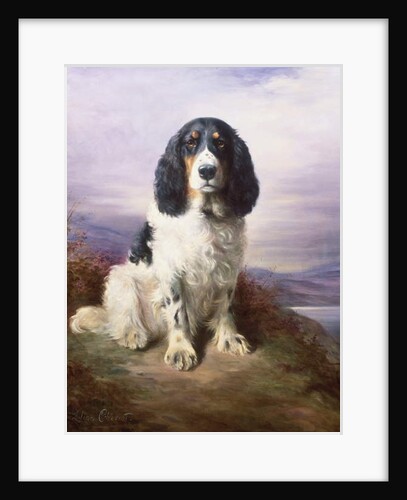 Royal, a Tri-Colour Working Springer Spaniel by Lilian Cheviot