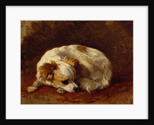 A Papillon by Henriette Ronner-Knip