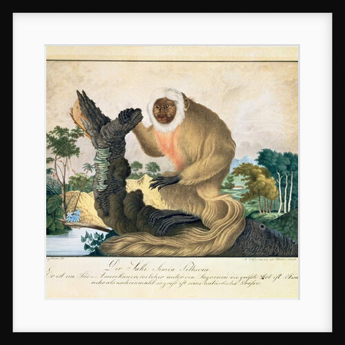 The Saki Monkey, 1835 by Aloys Zotl