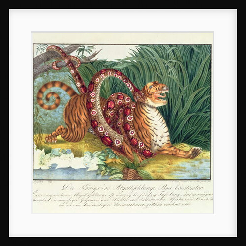 The Tiger and the Boa Constrictor, 1835 by Aloys Zotl