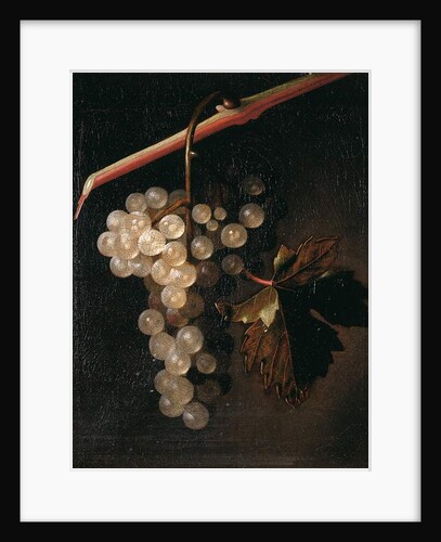 A Bunch of Grapes Hanging before a Stone Wall, 1709 by Simon Peeterz Verelst