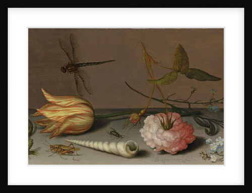A tulip, a carnation, spray of forget-me-nots, with a shell, a lizard and a grasshopper, on a ledge, a dragonfly in flight by Balthasar van der Ast