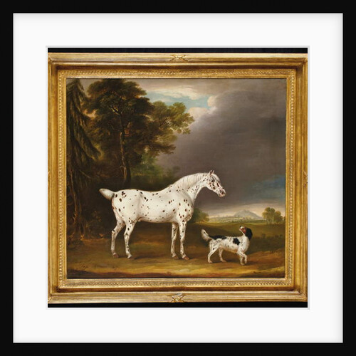 Appaloosa Horse and spaniel, 1807 by Thomas Weaver