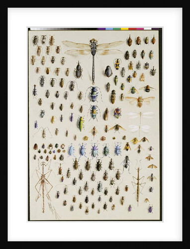 One hundred and fifty insects, dominated at the top by a large dragonfly by Marian Ellis Rowan