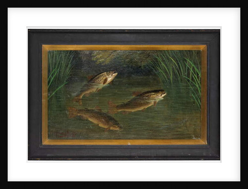 Trout in a river by A. Roland Knight