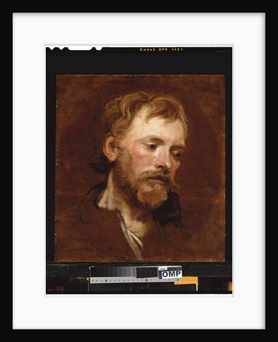 A bearded man, a study by Anthony van Dyck