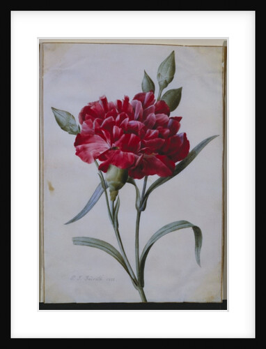 A Dark Red Carnation, 1822 by Pierre Joseph Redouté