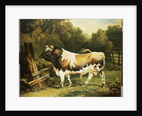 A Bull of the Alderney Breed by James Ward