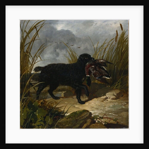 An Irish Water Spaniel Retrieving a Mallard Drake, 1849 by John Frederick Herring Snr
