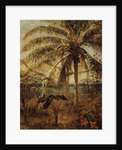 Palm Tree, Nassau, 1892 by Albert Bierstadt