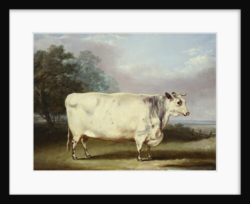 A Prize Cow, 1838 by William Henry Davis