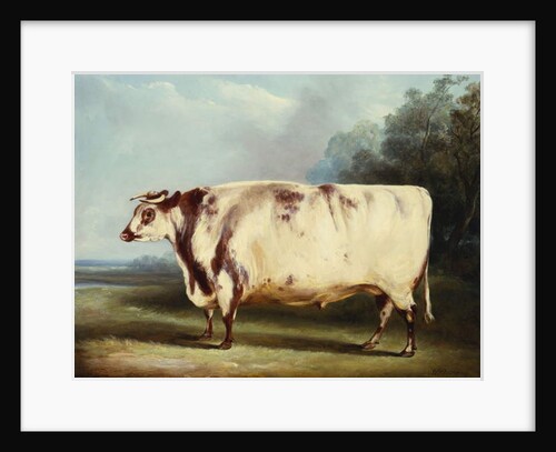 A Prize Bull, 1839 by William Henry Davis