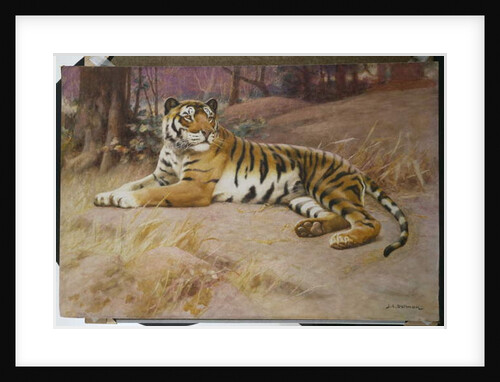 The Tiger by John Charles Dollman