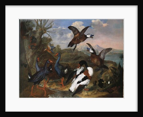 Shell Ducks and other Fowl in a Landscape, 1720 by Ferdinand Phillip de Hamilton